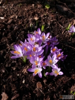 Crocus vernus: Frühlingskrokus
Familie: Irisgewächse (Iridaceae)
